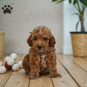 Earl, Miniature Poodle Puppy
