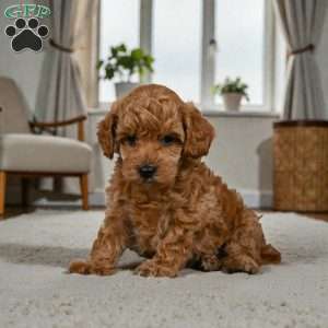 BELLA, Miniature Poodle Puppy