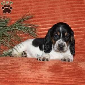 Suzie, Basset Hound Puppy