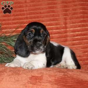 Sally, Basset Hound Puppy