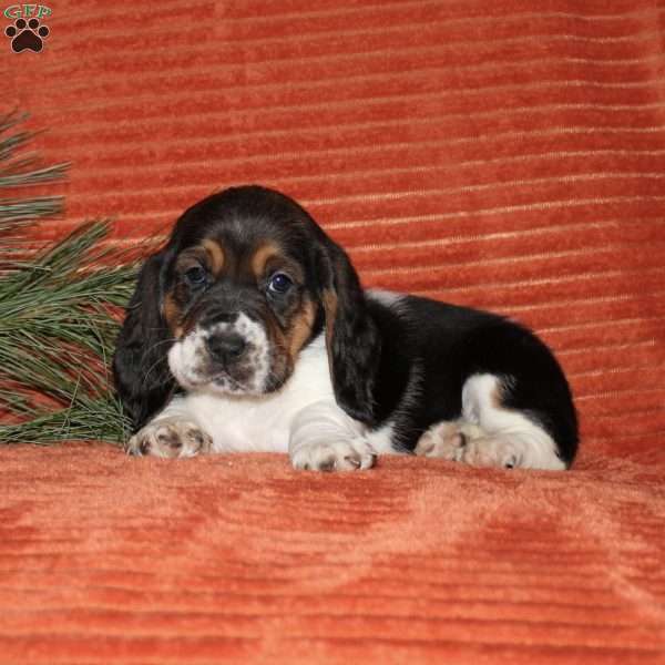 Smiley, Basset Hound Puppy