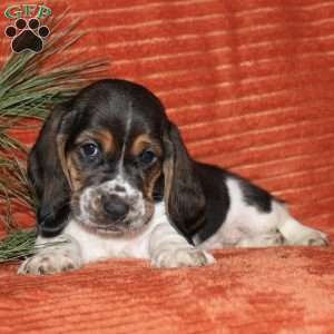 Silvester, Basset Hound Puppy