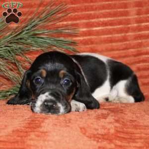 Sophie, Basset Hound Puppy