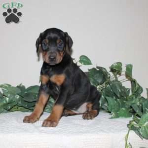 Angie, Doberman Pinscher Puppy