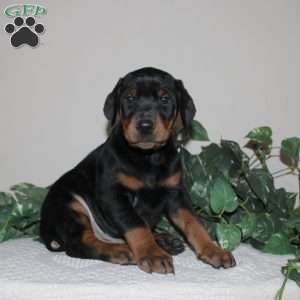 Aiden, Doberman Pinscher Puppy