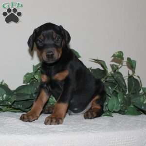 Austin, Doberman Pinscher Puppy