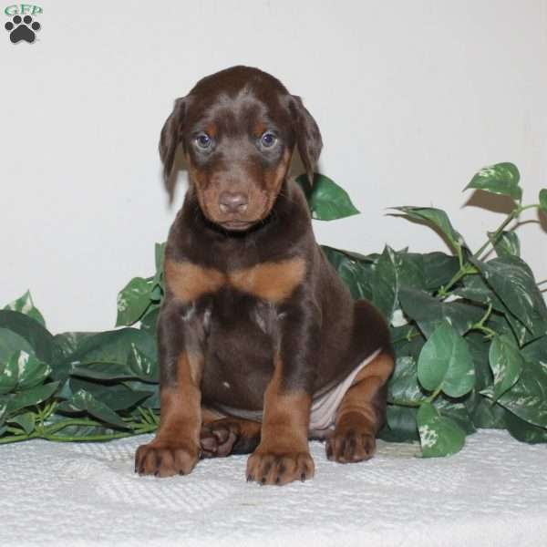 Alivia, Doberman Pinscher Puppy