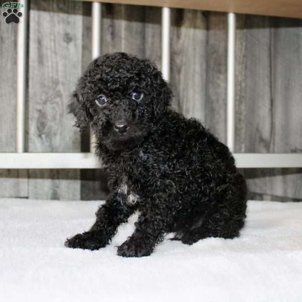 Benny, Miniature Poodle Puppy