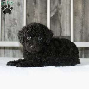 Buddy, Miniature Poodle Puppy