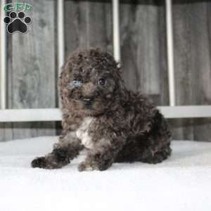 Betsy, Miniature Poodle Puppy