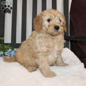 Alan, Mini Goldendoodle Puppy