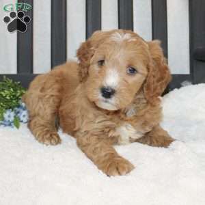 Pongo, Mini Goldendoodle Puppy