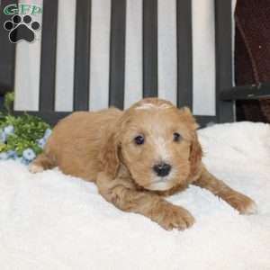 Parker, Mini Goldendoodle Puppy