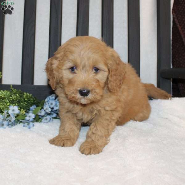 Paxton, Mini Goldendoodle Puppy