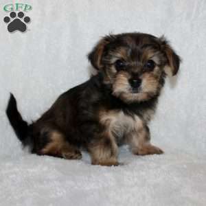Kilo, Yorkie Poo Puppy