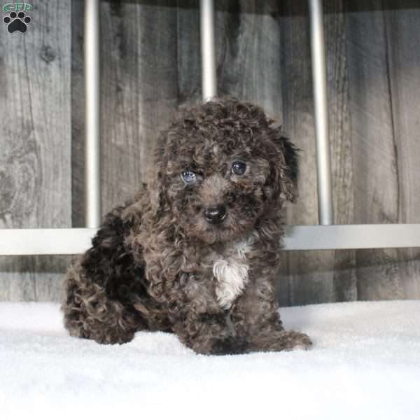 Betsy, Miniature Poodle Puppy