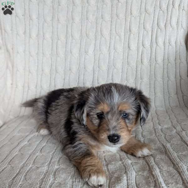 Diego, Australian Mountain Doodle Puppy