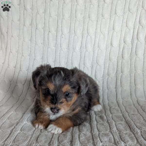 Star, Australian Mountain Doodle Puppy