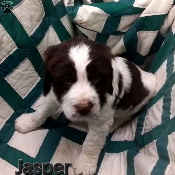 Jasper, English Springer Spaniel Puppy