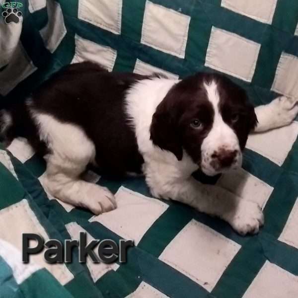 Parker, English Springer Spaniel Puppy