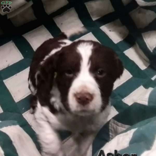 Asher, English Springer Spaniel Puppy