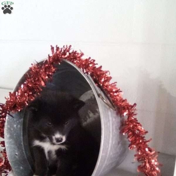 Lillie, Pomsky Puppy