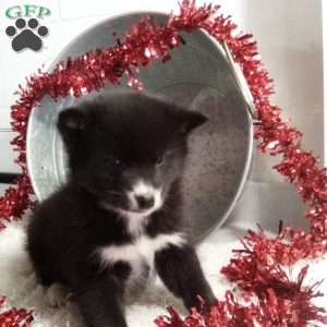 Lillie, Pomsky Puppy