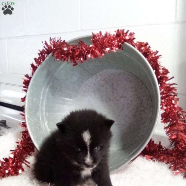 Lonnie, Pomsky Puppy