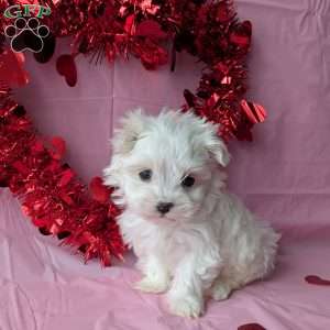 Princess tiny, Maltese Puppy