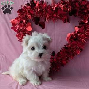 Princess tiny, Maltese Puppy