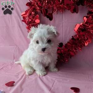 Princess tiny, Maltese Puppy