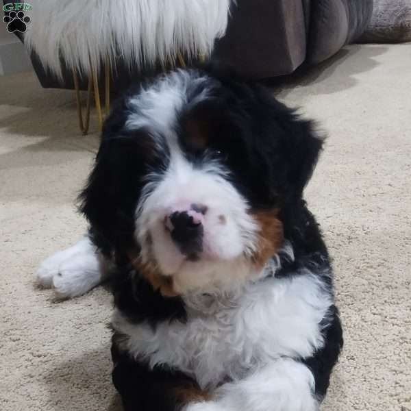 Cooper, Mini Bernedoodle Puppy