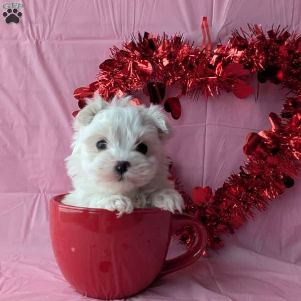 Princess tiny, Maltese Puppy