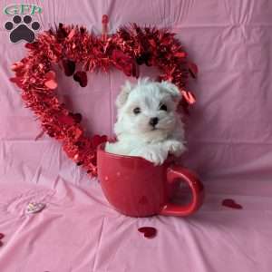 Princess tiny, Maltese Puppy
