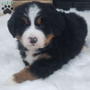 Kono, Bernese Mountain Dog Puppy