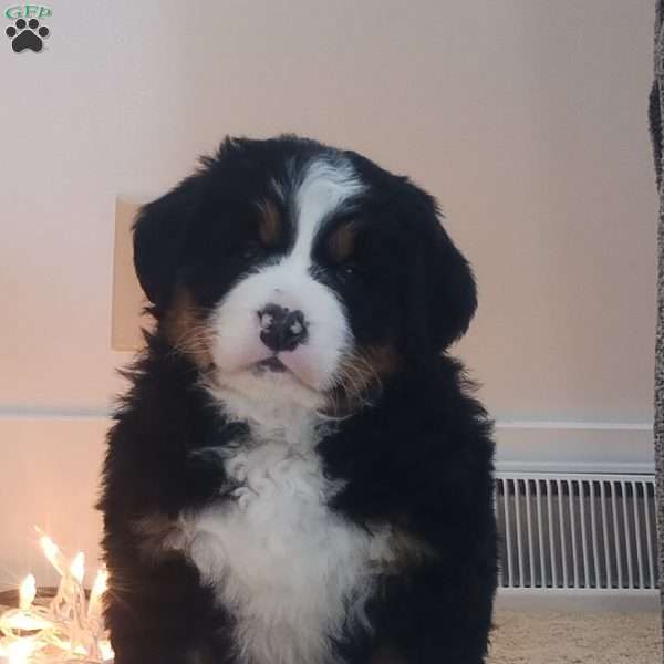 Kono, Bernese Mountain Dog Puppy