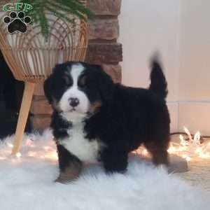 Kono, Bernese Mountain Dog Puppy