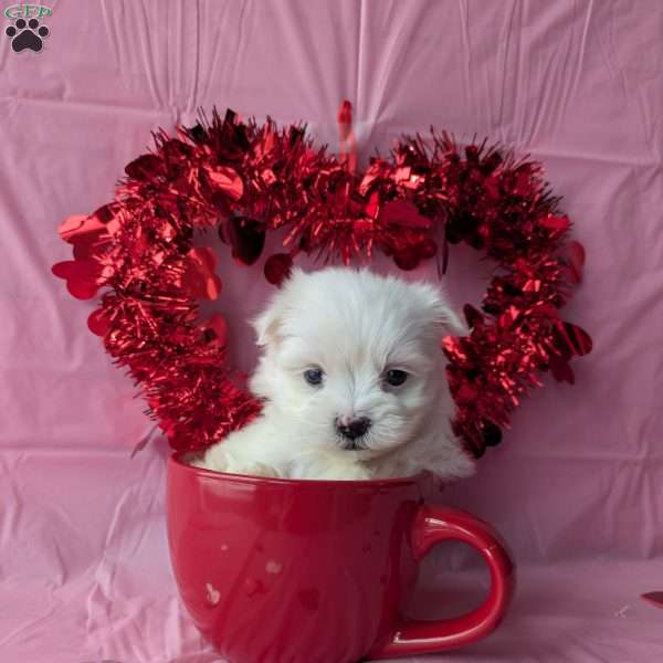 Little Sweetie, Maltese Puppy