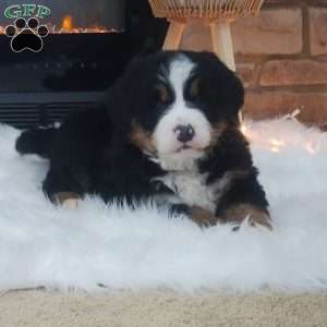 Kono, Bernese Mountain Dog Puppy