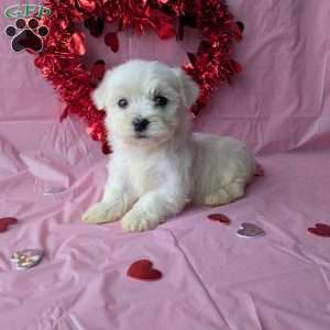 Sugar, Maltese Puppy