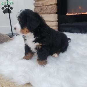 Gracie, Bernese Mountain Dog Puppy
