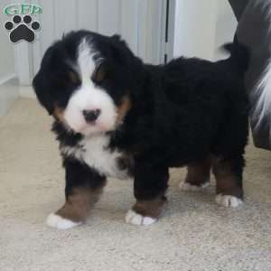 Gracie, Bernese Mountain Dog Puppy