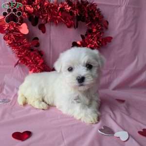 Sugar, Maltese Puppy