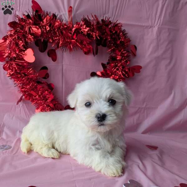 Sugar, Maltese Puppy