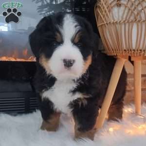 Gracie, Bernese Mountain Dog Puppy