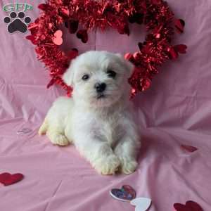 Sugar, Maltese Puppy