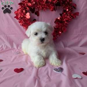 Sugar, Maltese Puppy