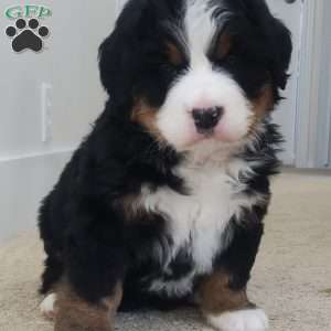 Gracie, Bernese Mountain Dog Puppy