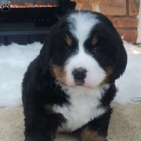 Lincoln, Bernese Mountain Dog Puppy
