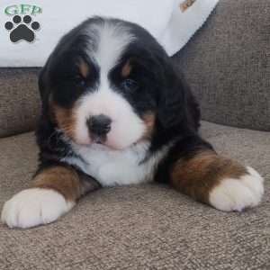 Lincoln, Bernese Mountain Dog Puppy